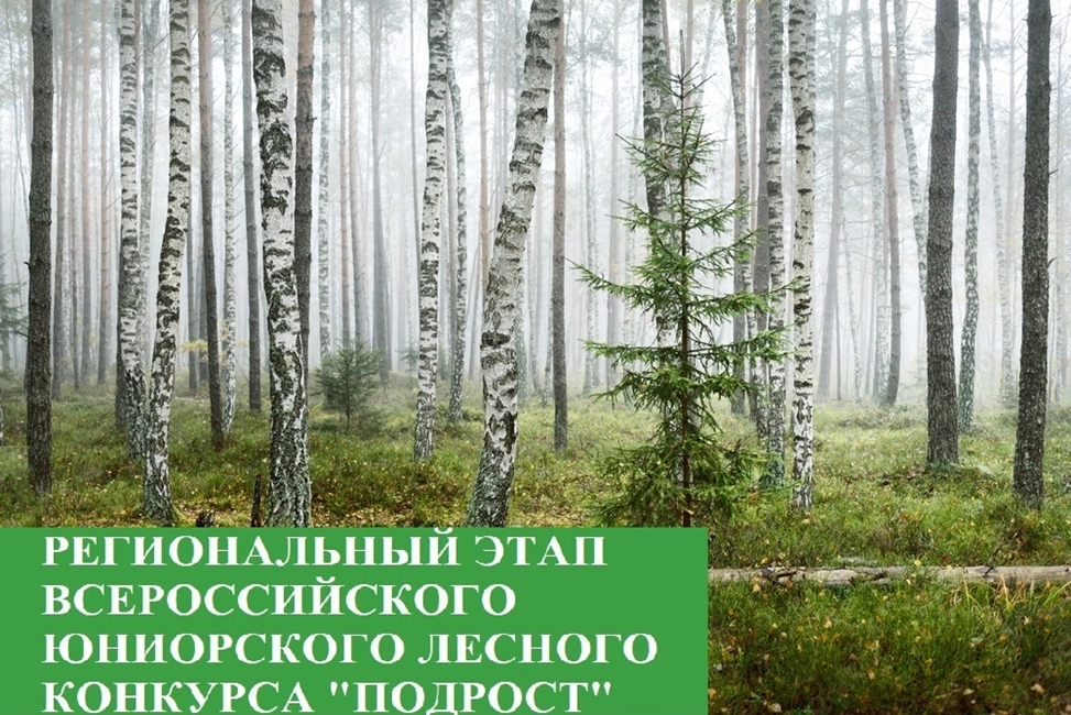 Подрост леса. Подрост березы. Всероссийского юниорского лесного конкурса «подрост». Подрост и подлесок разница.